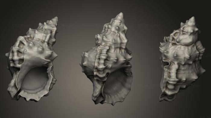 Камни и ракушки (Розовая раковина, ROCKS_0017) 3D модель для ЧПУ станка